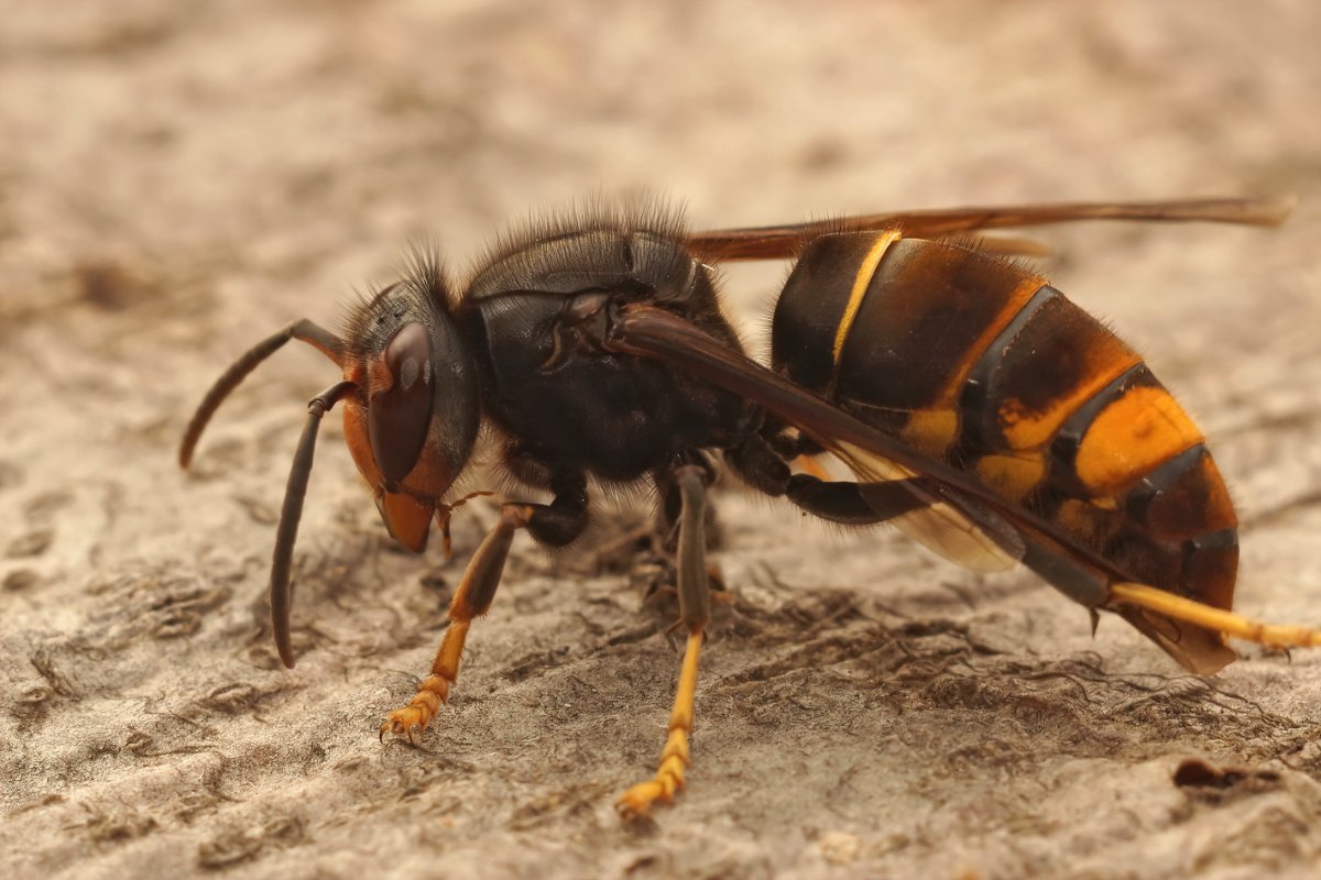 Southern Water employees are stepping up as pest control superheroes! 🦸‍♂️ 

Teaming up with Asian Hornet Alert, they're deploying selective traps across Kent &amp; East Sussex wastewater sites to tackle invasive Asian Hornets. 🐝

➡️ i.mtr.cool/hkisomuiuc <a href="/PestMagUK/">Pest Magazine</a>