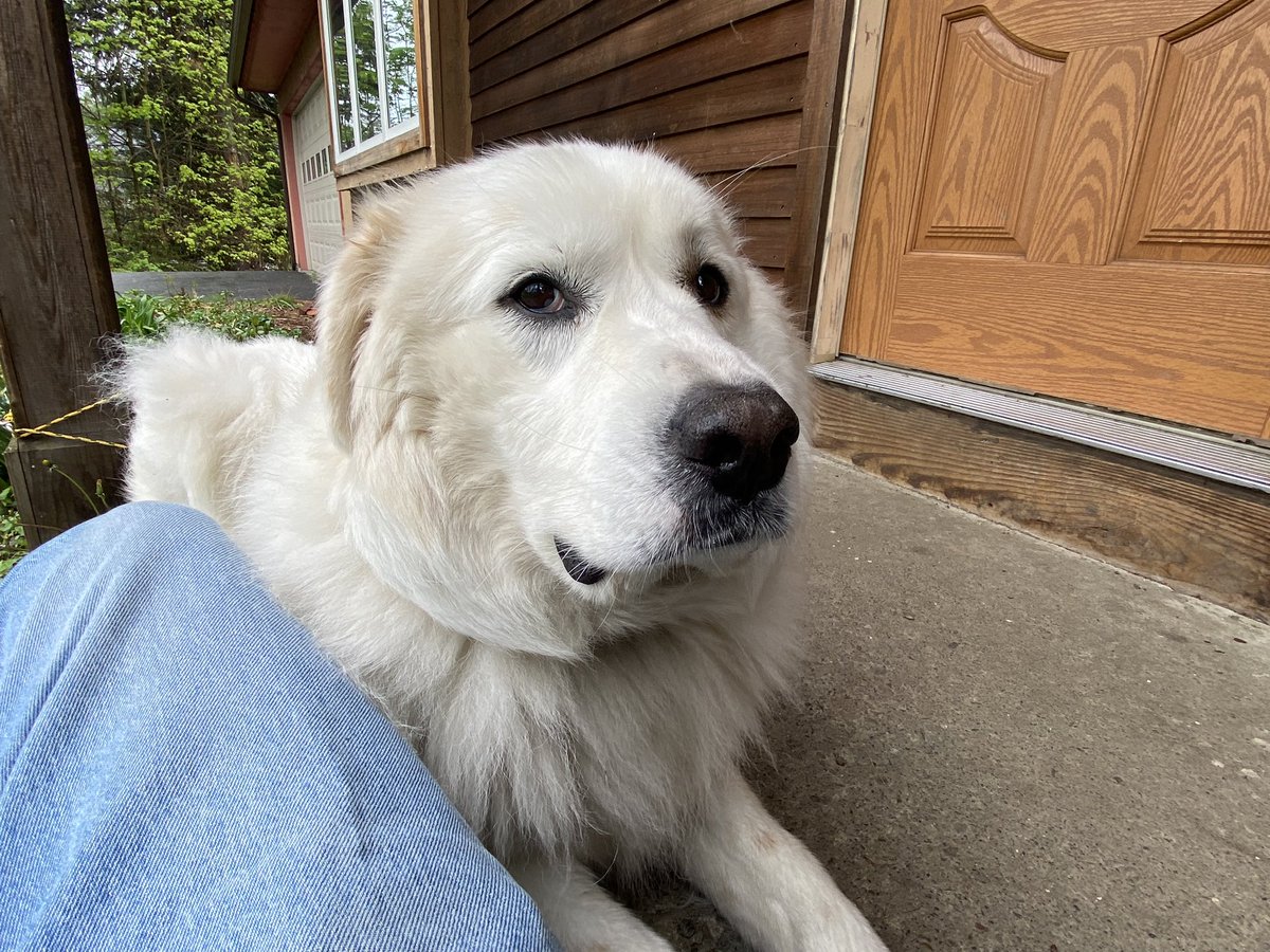 While walking home in the light rain, I stopped to greet my pal Ivory, who decided it was a good day to snuggle on her front steps. #dogsofx #dogs @dogcelebration @dogandpuplovers @ok32650586 @JanMcLa96148225