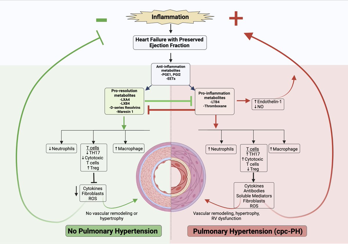 #ArticlesInPress: Novel Insights into the #Pathobiology of Pulmonary Hypertension in Heart Failure with Preserved Ejection Fraction Vaishnavi Aradhyula et al. ow.ly/uk2v50RzuQv #PH #HFpEF #DiastolicHF ow.ly/X45g50RzuQu
