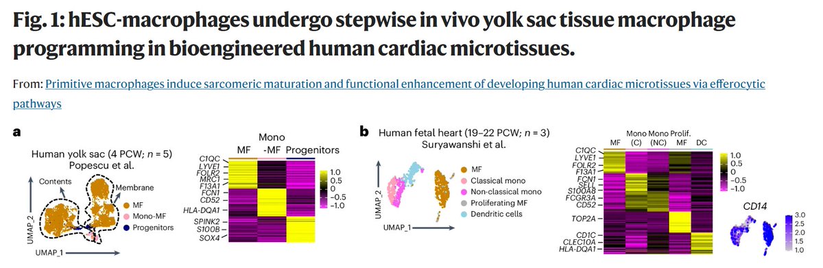 Research| Hamidzada et al show that human ESC macrophages are educated into a tissue-resident fate in human cardiac microtissues. #Macrophage incorporation enhanced cardiac microtissue function via #efferocytic ingestion of stressed cardiomyocyte cargo.
👉 rdcu.be/dHjNc