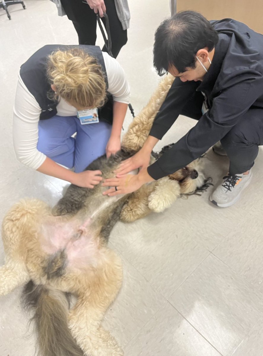 Another post for @sydthebernedoodle because we can’t get over how cute he is. #PetTherapy #NursesWeek #VanderbiltHealth @VUMChealth