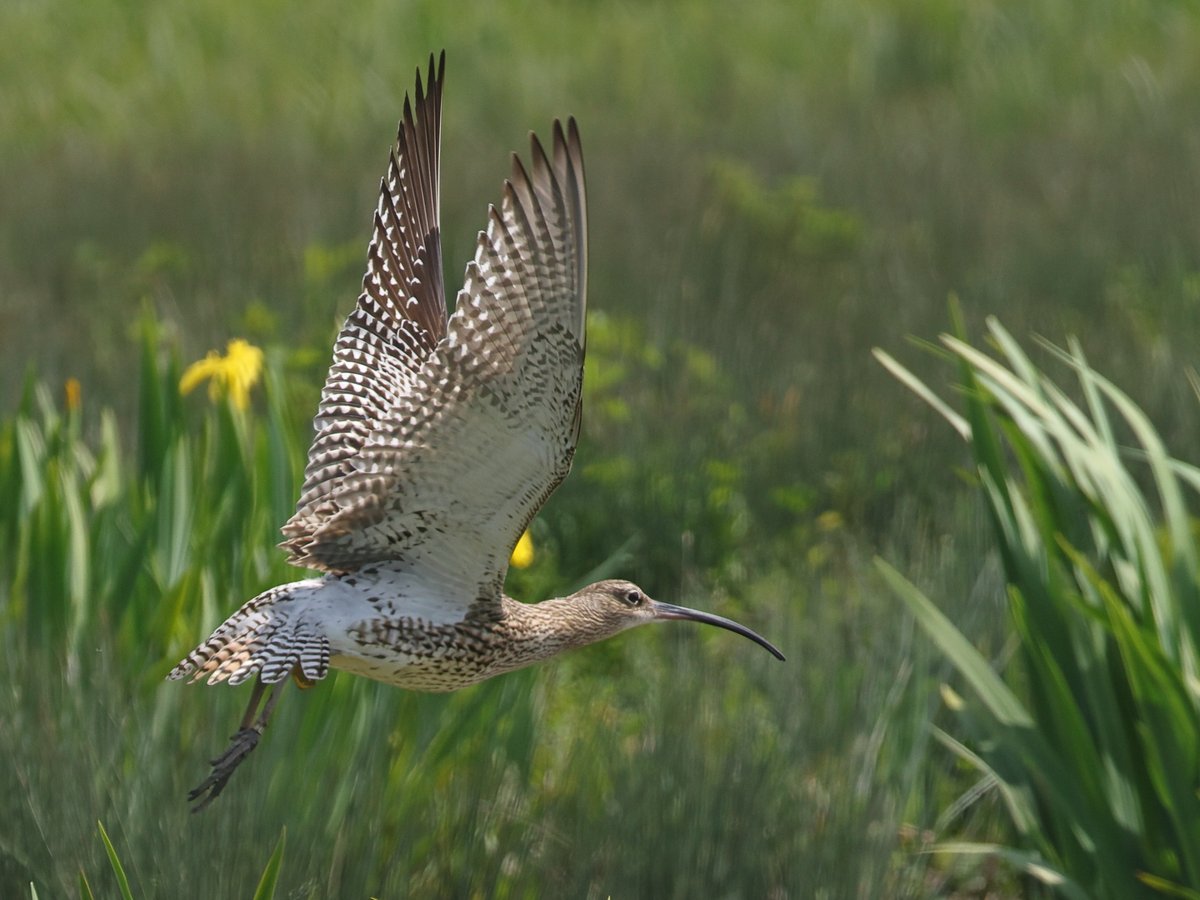 Curlew today at WWT Arundel @WWTArundel