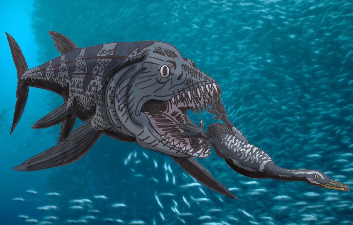 #MaystrichtianMadness 08: Xiphactinus 

In the clear waters of the Pierre Seaway of North America, a 20-foot long Xiphactinus pursues a 6.5 foot long Hesperornis through silvery masses of fish forming a baitball.

#PrehistoricPlanet