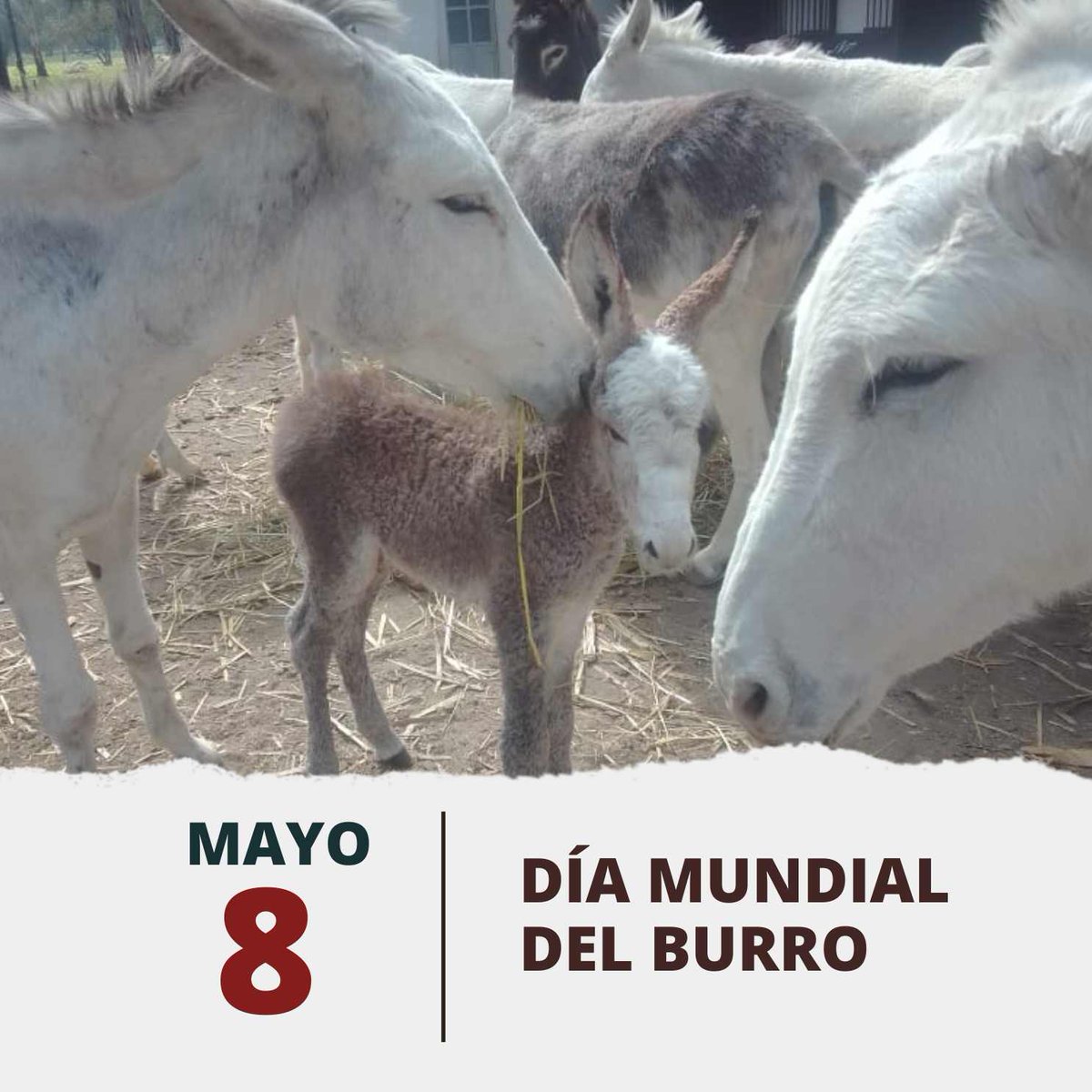 #DíaMundialDelBurro 🫏! Hoy, celebramos a nuestro querido burrito blanco, orgullo e ícono de nuestra identidad politécnica. #OrgulloPolitécnico❤️