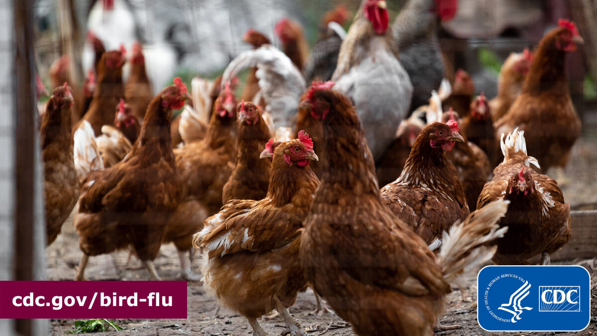 Does your job or hobby expose you to birds or other animals that could be infected with #H5N1 #birdflu? If you can’t avoid direct contact, wear personal protective equipment (PPE). CDC has a full list of recommended PPE: bit.ly/4aLr7qD