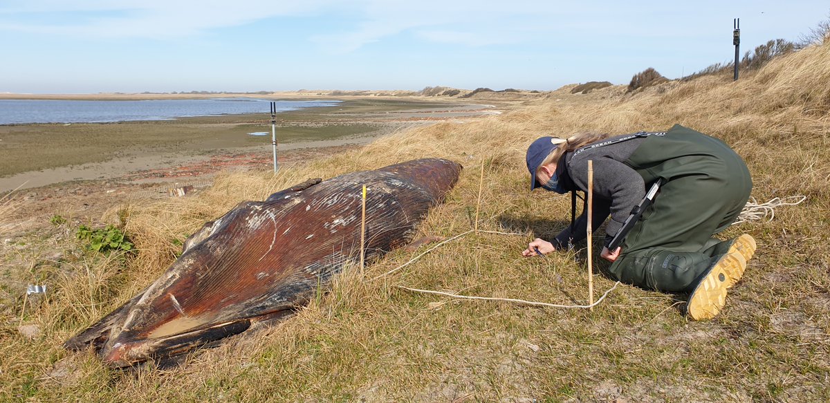 Na 2 jaar onderzoek is de pilot met het walviskadaver op #Rottumerplaat afgerond! 🐋 Onderzoekers van @WURmarine bestudeerden de invloed van het afbraakproces op de #biodiversiteit. 🔍 Benieuwd naar de resultaten? bit.ly/4bLYp9x #NatuurlijkDichtbij