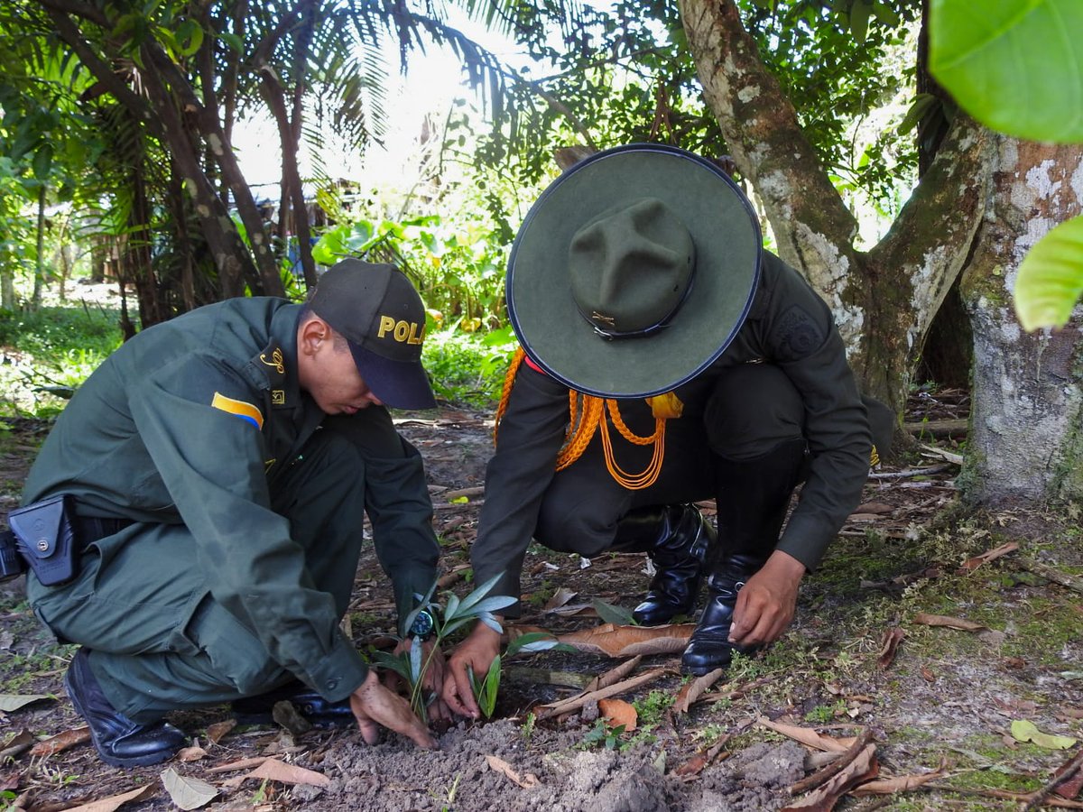 PoliciAmazonas's tweet photo. Con la @FUPADColombia realizamos la siembra  de 200 plántulas endémicas alrededor de la quebrada "Numairatua" en el resguardo indígena del sector del Kilómetro 11, con ayuda de los habitantes  fortalecemos la respuesta integral para la seguridad rural en la amazonía. #DiosYPatria https://t.co/2KlbXm0tFl
