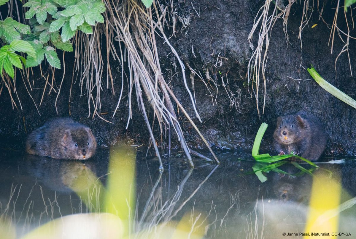 Water voles are out and about for their mating season! Share any sightings or field signs via the GiGL portal to contribute to the London Water Vole Recovery Programme 🐾buff.ly/3QFOTfN Any mink sightings, please send to Water Life Recovery Trust: buff.ly/3QB40qM
