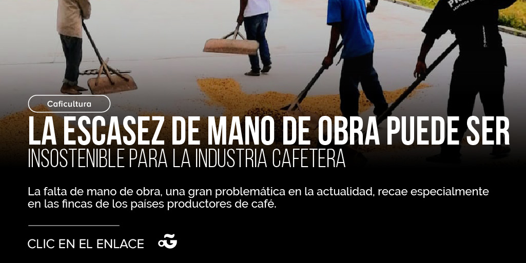 ¿Qué alternativas has implementado para suplir la escasez de mano de obra en tu finca? Te leemos 👇🏻#PDGEspañol perfectdailygrind.com/es/2024/05/08/…