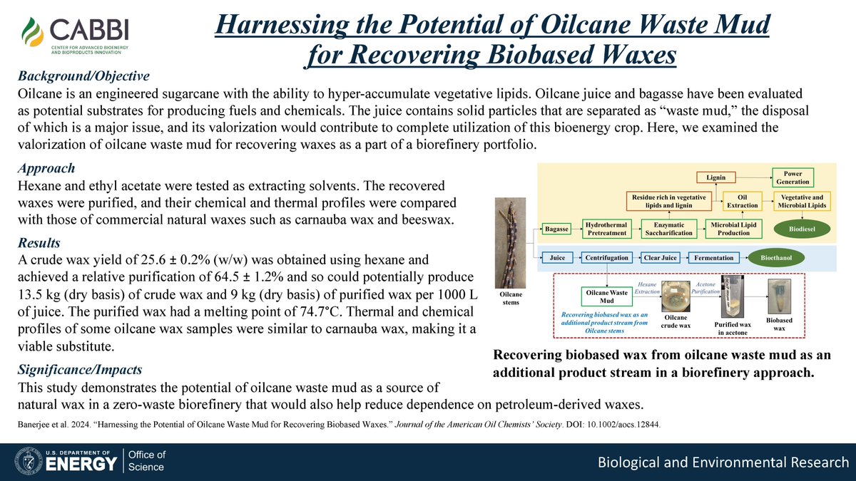 Waste not: A new #CABBI study harnesses the potential of 'waste mud' from oilcane juice to recover valuable bio-based waxes. The research by a team from @IllinoisABE was published in the Journal of the @aocs: 📰 aocs.onlinelibrary.wiley.com/doi/10.1002/ao…