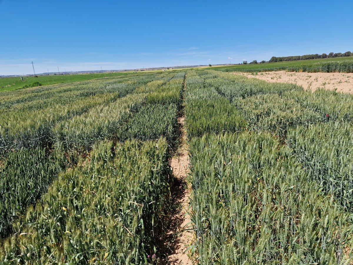Marta_S_Lopes's tweet photo. Exploring advanced wheat lines that yield high and sustain quality, adapted for the agroecological transition with reduced fertilizers and pesticides. 🌾 Can we feed the future without harming the planet? #SustainableAgriculture #EcoFriendlyFarming #SUSWHEAT #nextgeneration https://t.co/xyiU5u5i1q