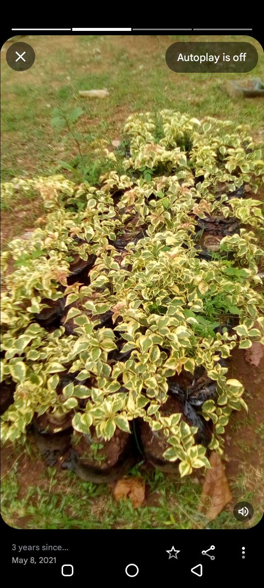 MayyCrown's tweet photo. If this post makes it to TL, do well to like and support my business as a florist. Here are pictures from my nursery 3 taken 3 years ago.

Nigeria|| Unilag|| Fuel https://t.co/pr9R9ByFO2