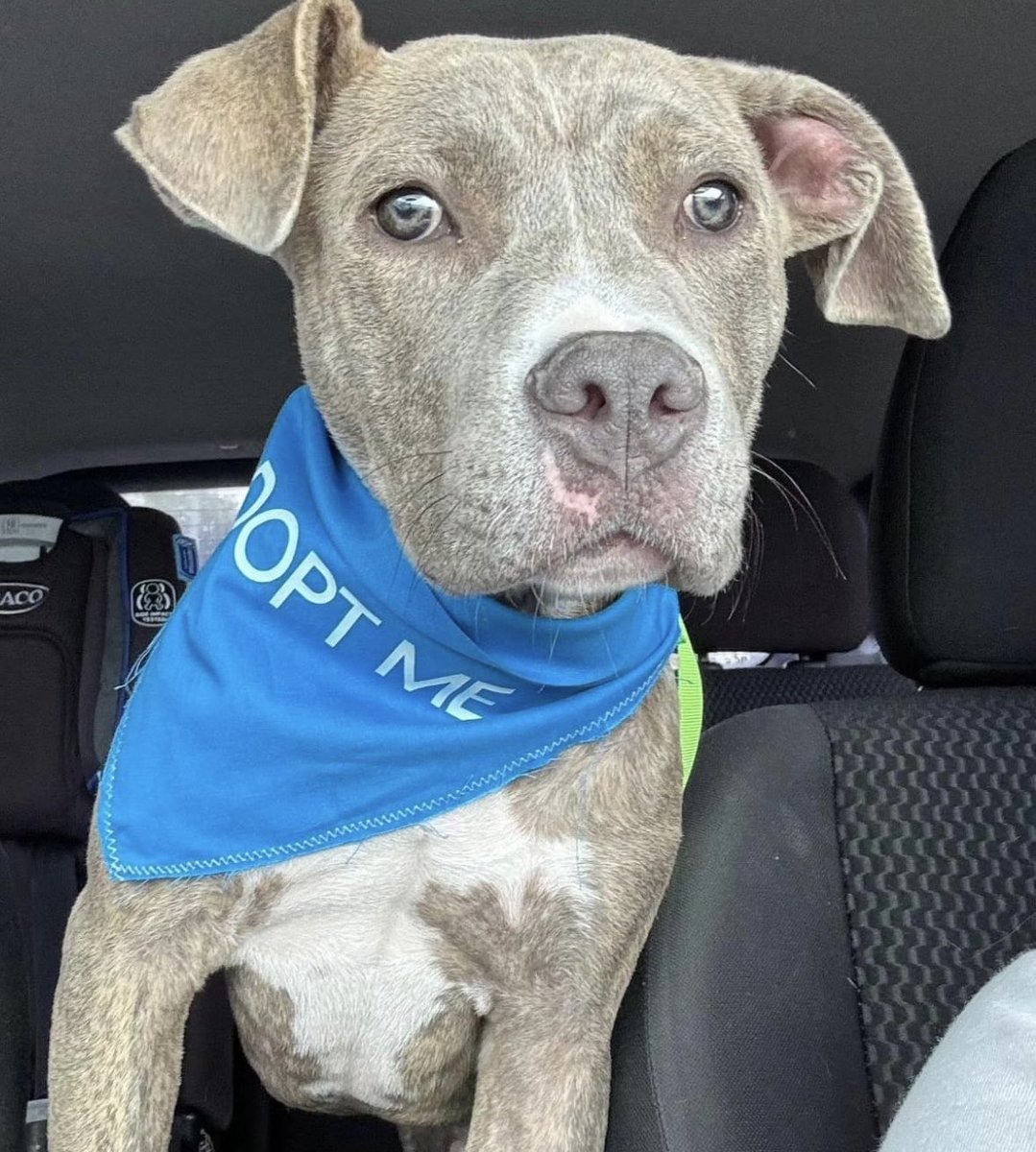 Pelican is our 4 month old male pitty mix!💙🐾 DM us to adopt any of our available pets!🫶🏽#AnimalLoversRescue #rescuestory #animalrescue #adoptdontshop #rescue #animals #animallovers #animalsanctuary #animalrights #dogs #cats #rescuedog #kittenrescue #fosteringsaveslives #adoptme