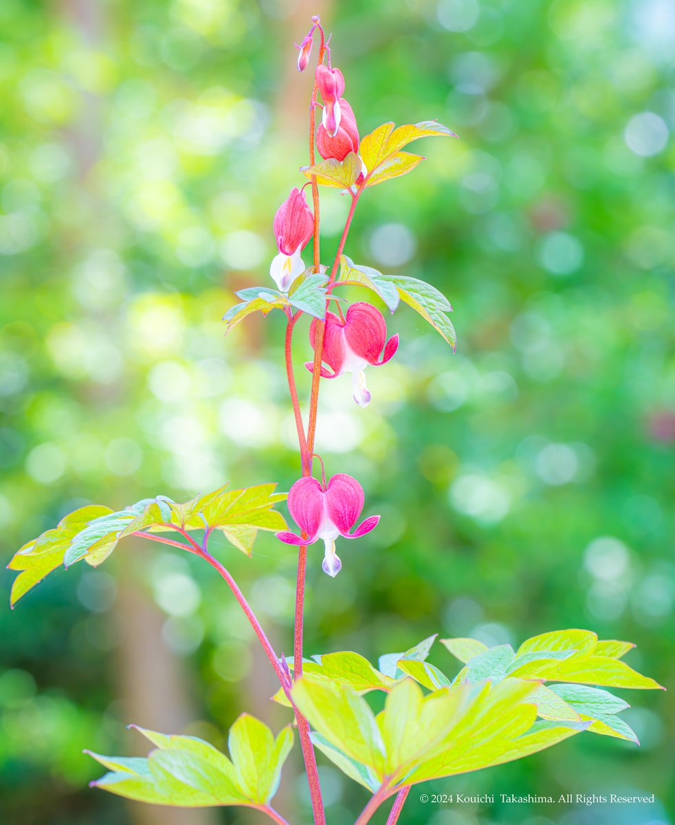 タイツリソウ「鯛釣草」
ハート型の花が可愛らしいですね💓
#NaturePhotography  #flowers