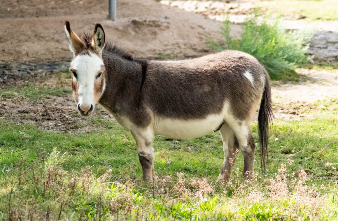 Happy #WorldDonkeyDay from our Miniature Donkeys!