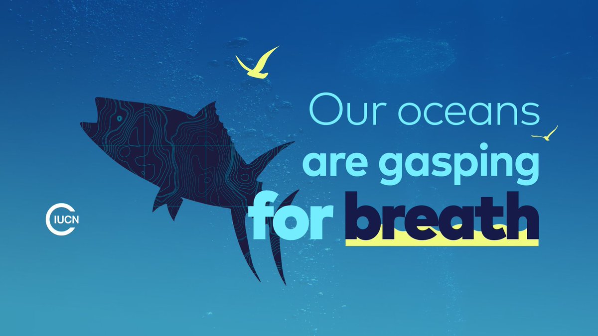 Climate change and nutrient pollution are driving oxygen out of the ocean and coastal waters, threatening marine life and fisheries. Discover the impact of ocean deoxygenation in this @IUCN report ⬇️ buff.ly/3YUdSz7 #Pollution #ClimateChange #MarineLife