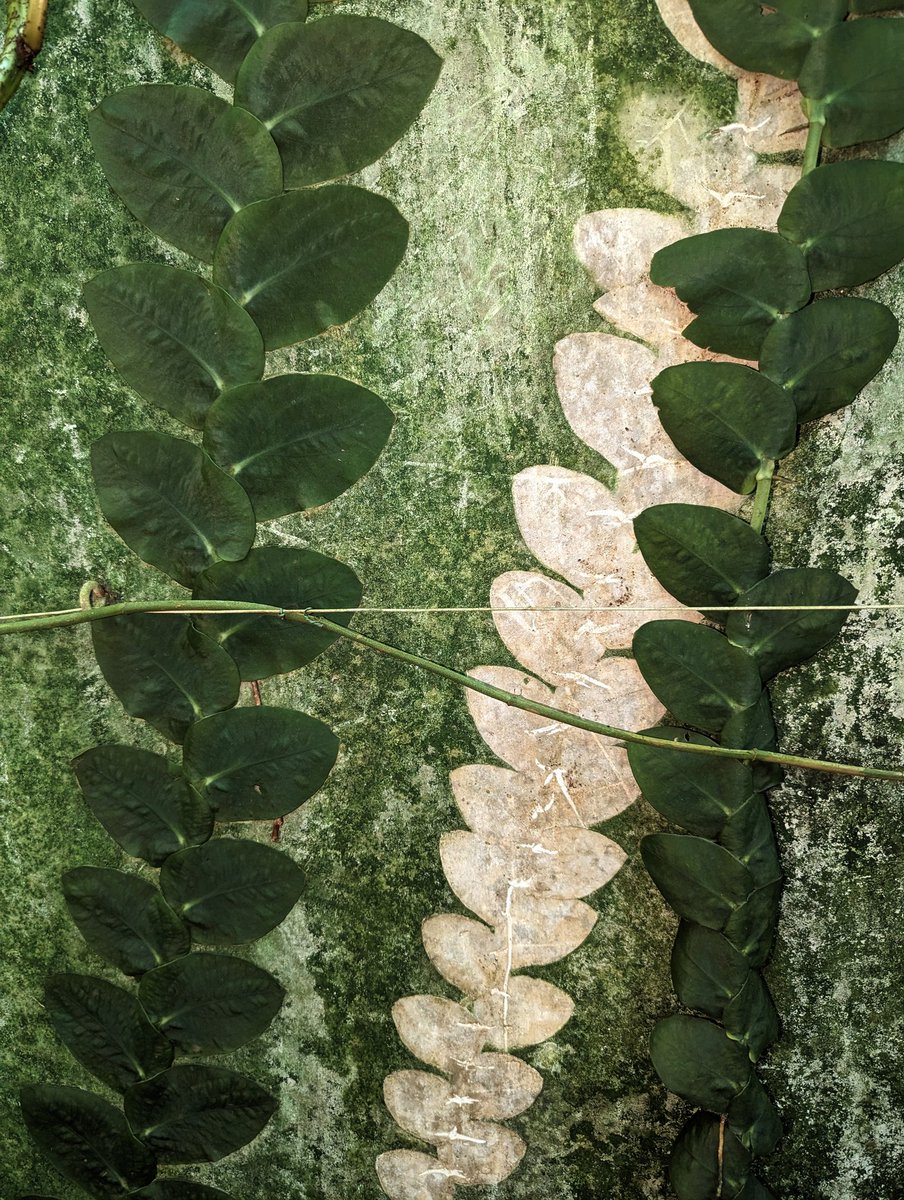 When plants make art on the sly: