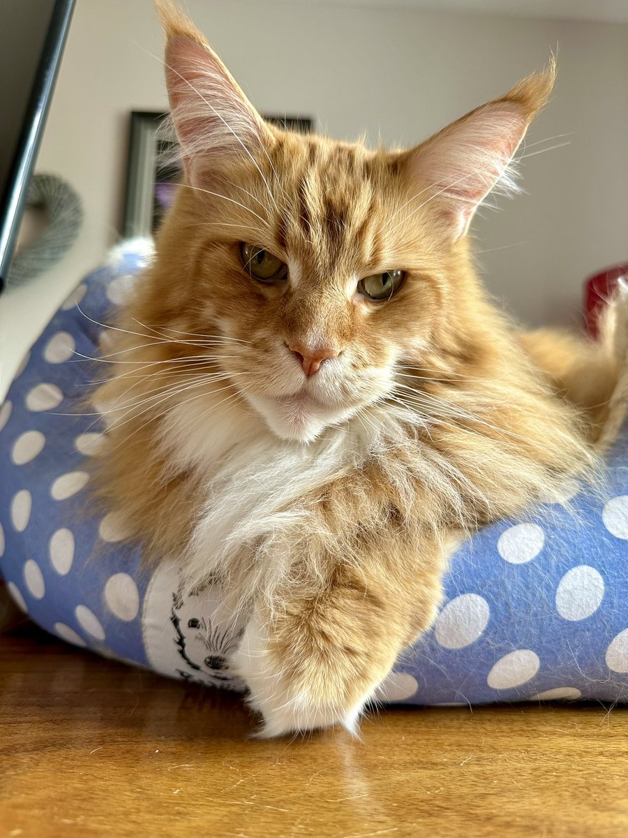 Gizmo is positively bursting with Maine Coon cattitude today!! 😸😸🦁🦁 #WhiskersWednesday #teamfloof #CatsOfTwitter