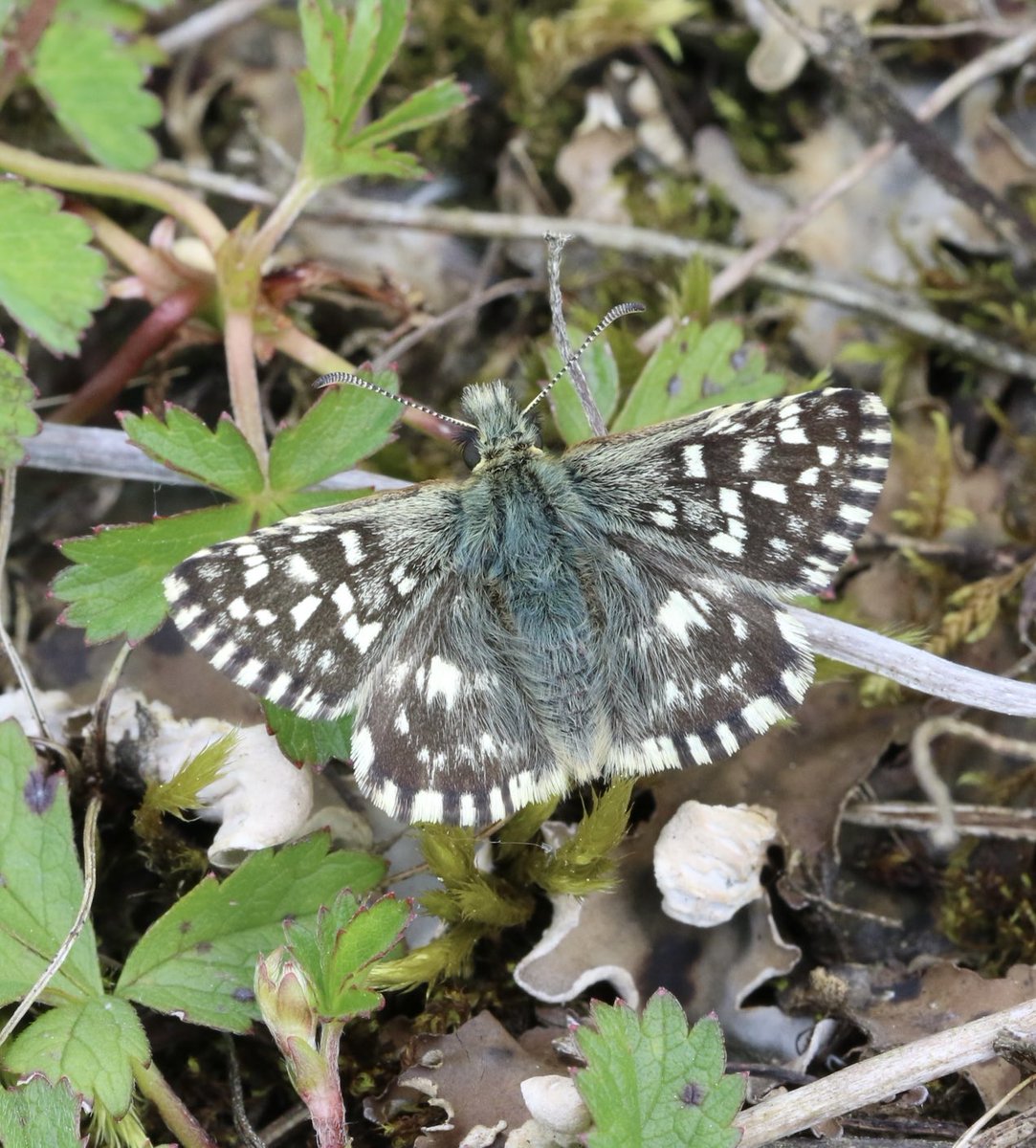 Grizzled Skipper at Honeybourne this week. ⁦@savebutterflies⁩ ⁦@BC_WestMids⁩