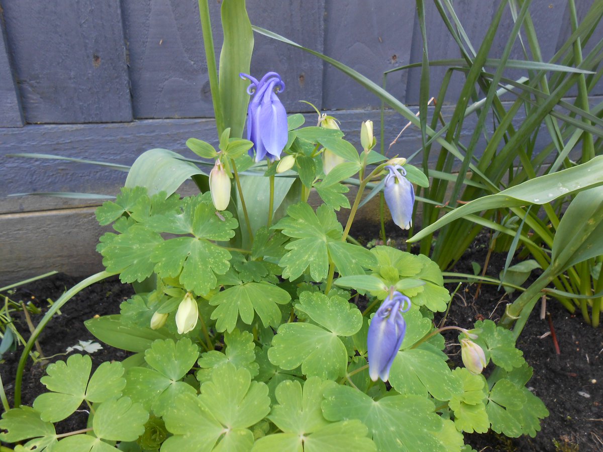 Blue seems to be the in colour at present. Corydalis Porcelain blue and Aquilegia.