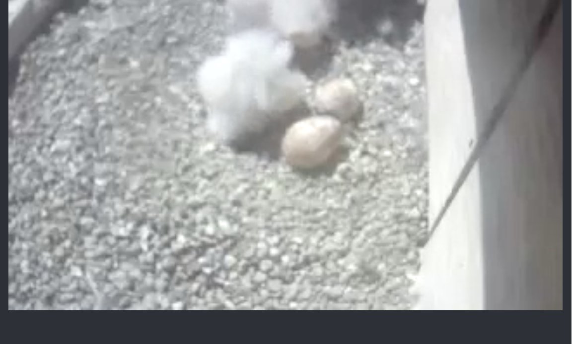 Our #UBuffalo population keeps getting bigger and bigger! The Peregrine Falcons that inhabit the nesting box on South Campus have laid several eggs over the past couple of days, and one of them just recently hatched! Check out the Falcon Cam:buffalo.edu/sustainability…