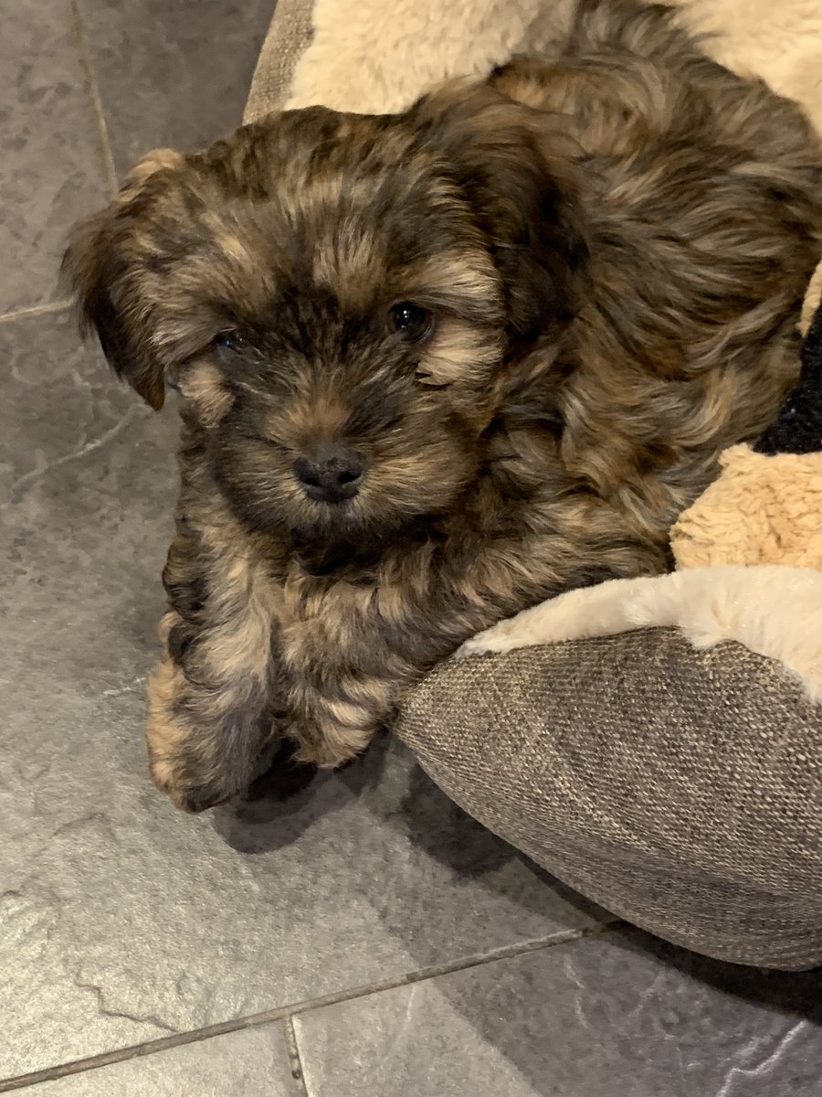 Jackie 🐶 tweet media