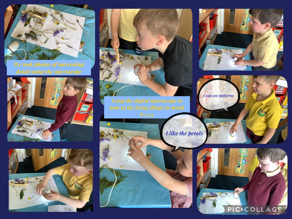 We collected interesting living things to explore using the digital microscope. We took photographs using the microscope, ready for our artwork creations in the style of artist Ernst Haeckel. @Mae5ySchool @HEADMPS