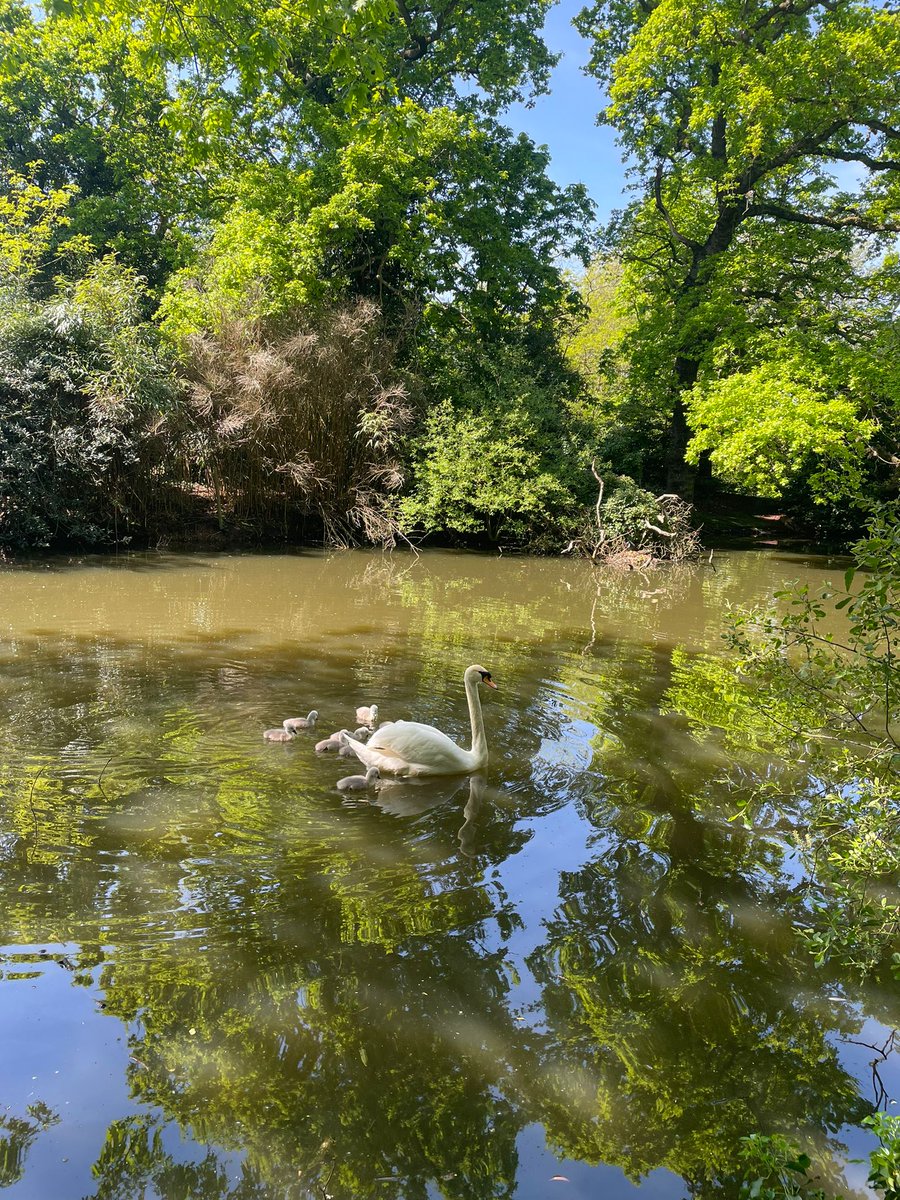The swans at #Tooting Common Lake have had eight beautiful cygnets! However, dog walkers are reminded to please keep their dogs on leads when near the lake, to keep the cygnets safe from harm! 🦢🦢🦢 @TootingCommon @balhamnewsie
