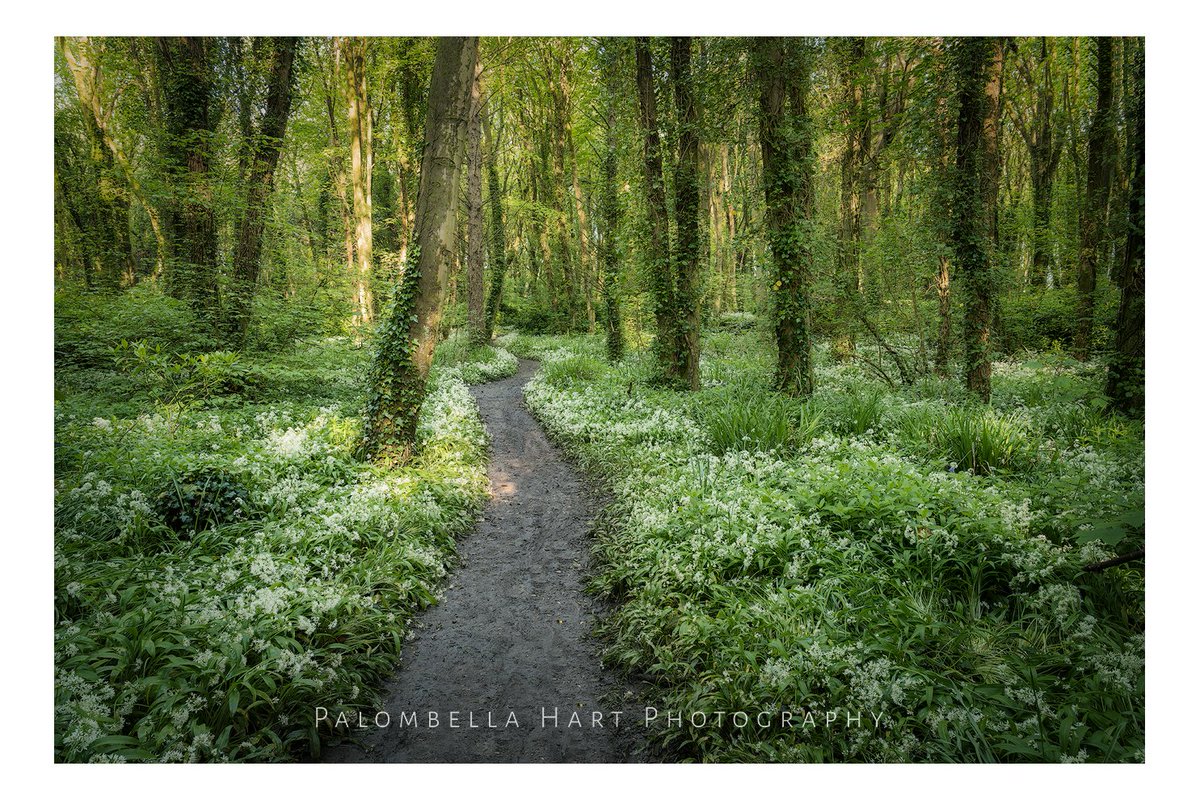 A leading line, wild garlic, and mature trees are a perfect recipe for an ethereal woodland scene.

#woodland #ethereal #wildgarlic #anglesey #StormHour #Thephotohour #photooftheday #anglesey