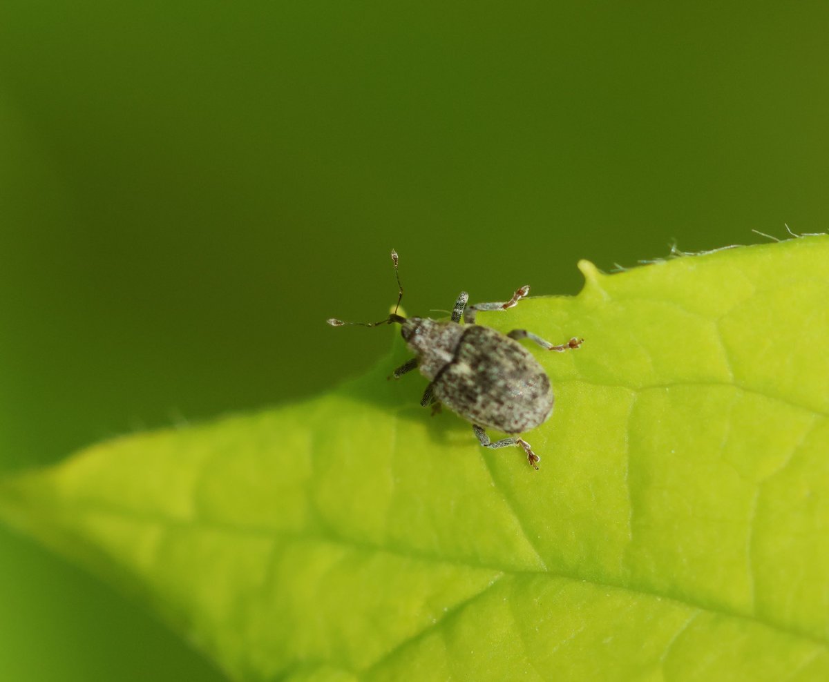 The weevil Parethelcus pollinarius, photographed in the garden a few days ago. Apparently associated with nettles, though I don’t have many of those.