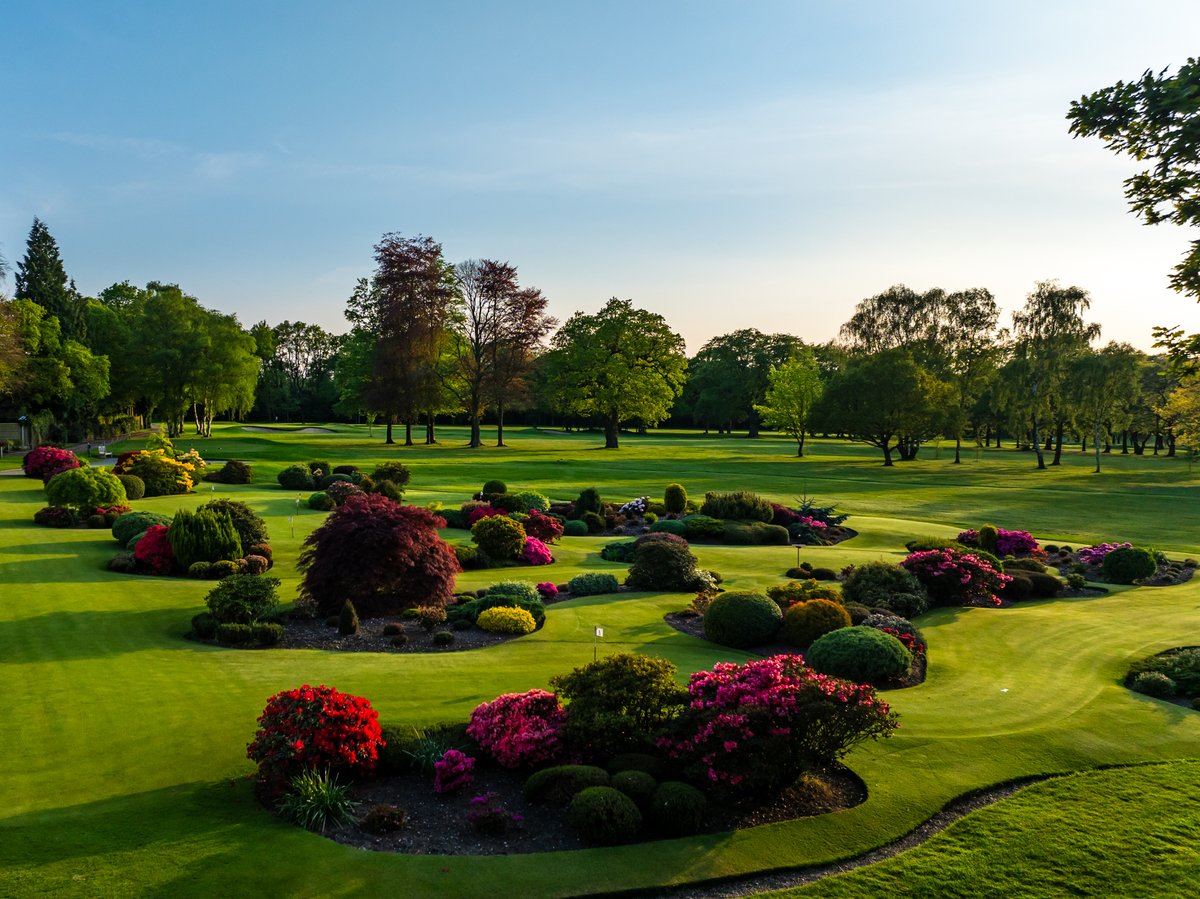 An image of our putting green in flower last night. It really does look divine at this time of the year.