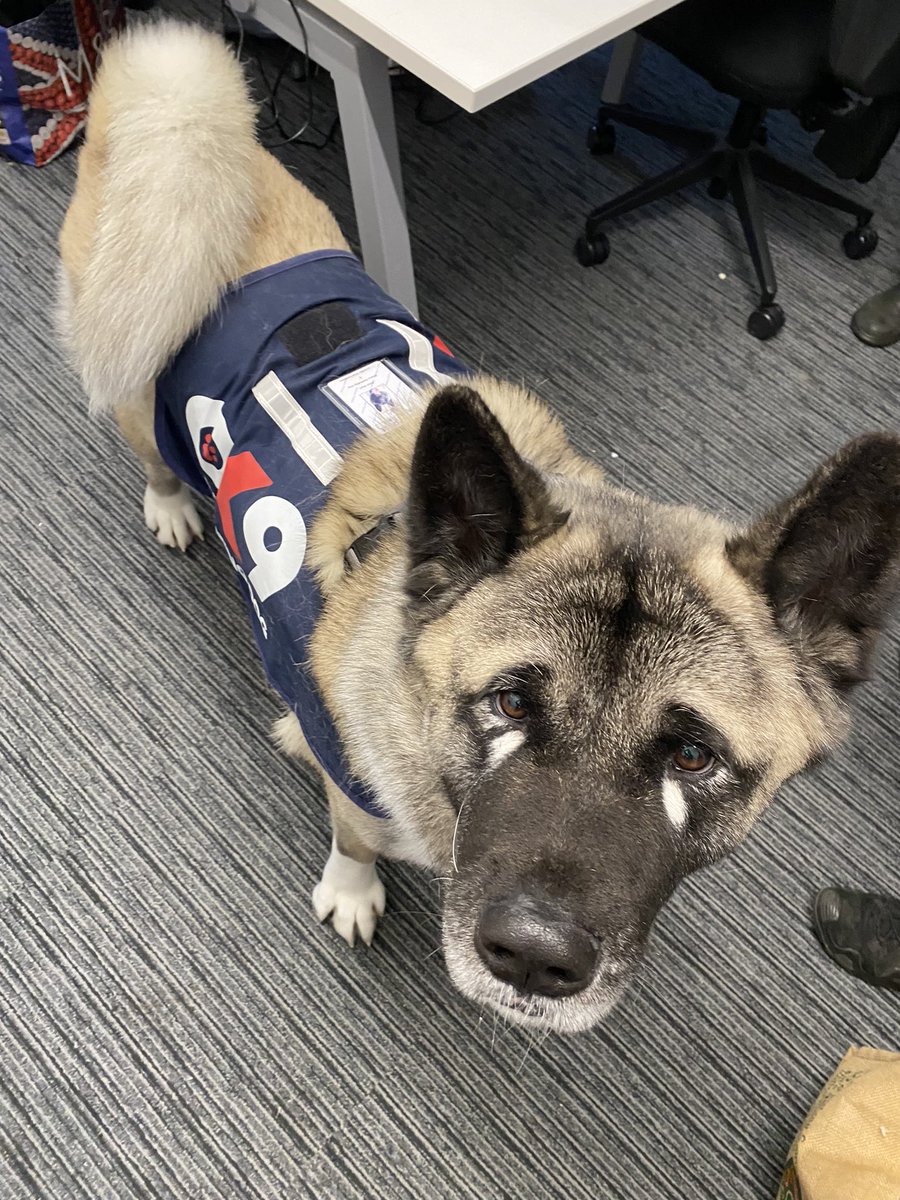 Busy day depositing fluff with a variety of teams at Lewes HQ for #PWDMaui and lots of requests to come back. He certainly made a few days today 🐾💙 #Wellbeing #Akita