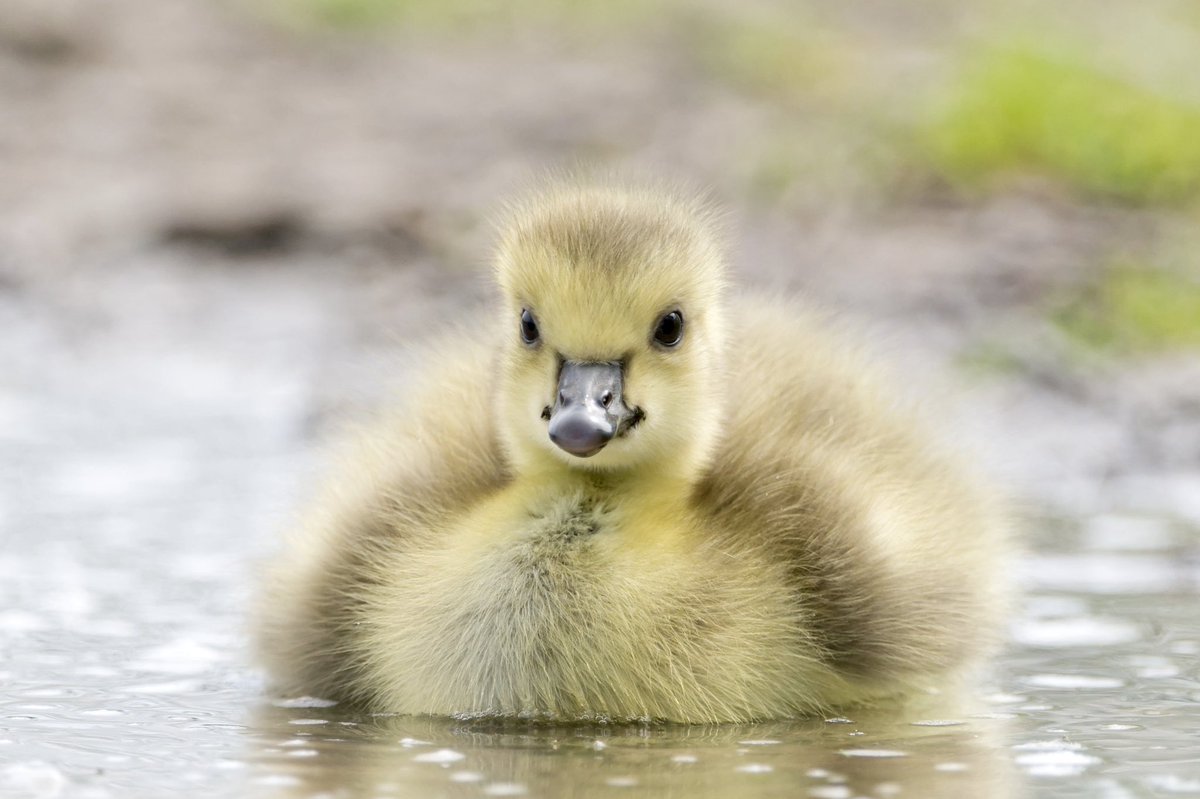 Giles Greenwood (@giles_greenwood) on Twitter photo There are still lots of very cute goslings at @E17Wetlands !
@WildLondon <a href="/Team4Nature/">Team4Nature</a> <a href="/NatureUK/">NatureUK</a> <a href="/Natures_Voice/">RSPB</a> <a href="/LeeValleyPark/">Lee Valley Park</a> There are still lots of very cute goslings at @E17Wetlands !
@WildLondon <a href="/Team4Nature/">Team4Nature</a> <a href="/NatureUK/">NatureUK</a> <a href="/Natures_Voice/">RSPB</a> <a href="/LeeValleyPark/">Lee Valley Park</a>