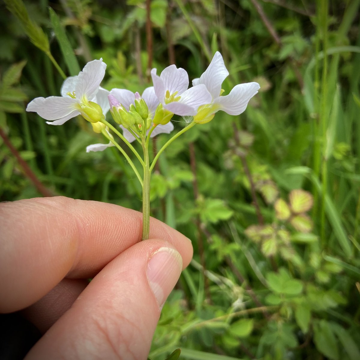 The Orange Tips are egging off on the Cuckooflower 🧡 #lookingateggs #eggs