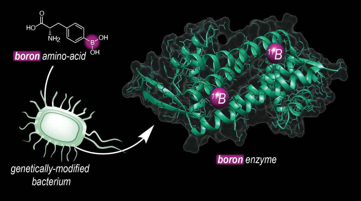 We are excited to present a new element as the star of biocatalysis - BORON! In this story, a boronic acid-based amino acid unlocks an abiological activation mode in our artificial enzymes, whose improved variants gave phenomenal selectivity in a new-to-nature kinetic resolution.