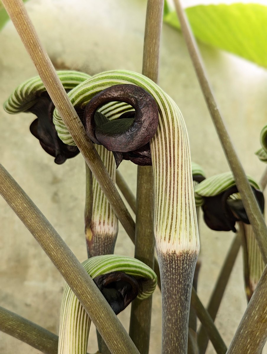 Arisaema ringens announcing its arrival at Kew with its boxing gloves on: