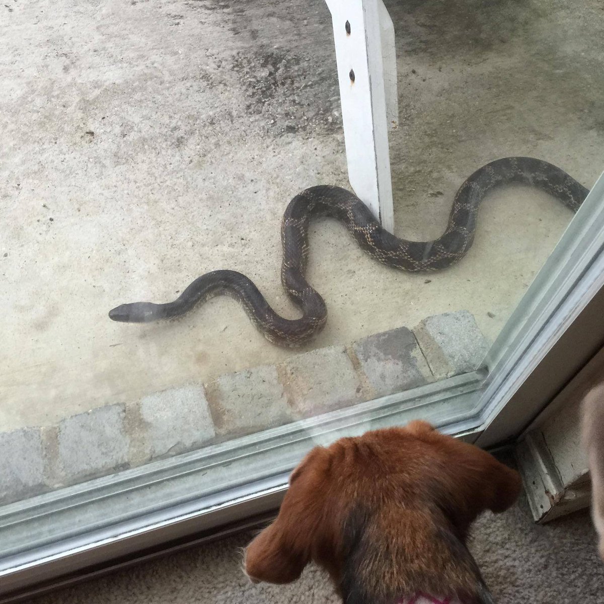 As flood waters recede, you may see wildlife in unexpected places.

✅ Stay calm; they’ll return to their homes.

❌ Don’t attempt to 'rescue' baby animals. In most cases, parents are nearby.

🚨 Let emergency responders focus on helping people.

tinyurl.com/WildlifeFloods

#txwx