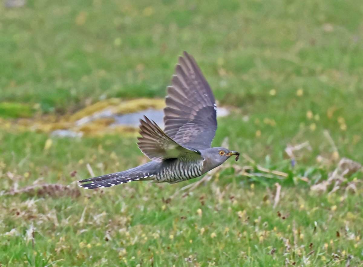 Female Cuckoo on Dartmoor feeding on Leatherjackets.