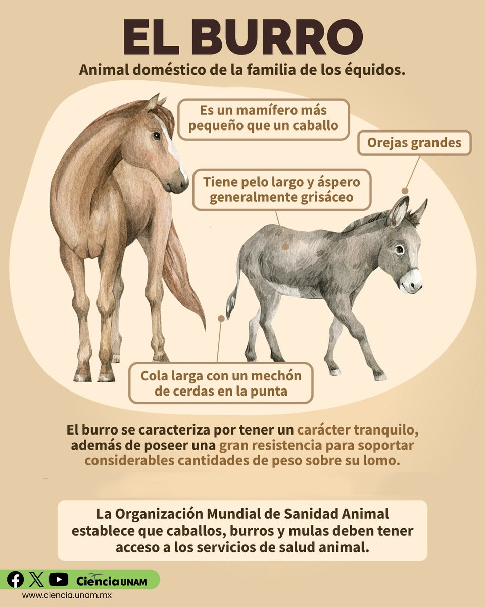#AmbienteyNaturaleza | En el día del #Burro, te invitamos a reflexionar sobre este animal que ha sido usado como #animaldecarga, sin que se tome en cuenta su salud o bienestar 😞 lc.cx/-UUw_L @FMVZUNAM