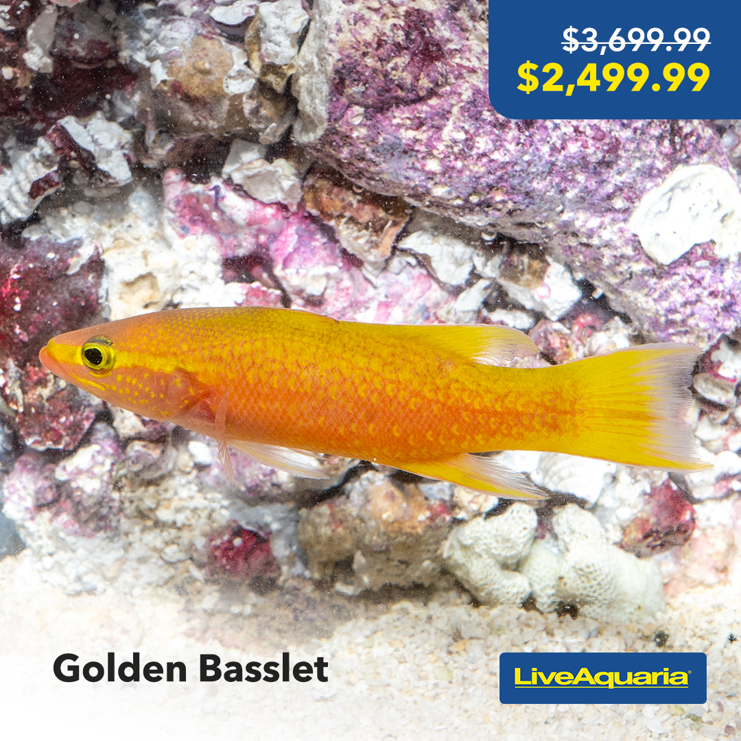 LiveAquaria's tweet image. Exciting news! New sales just added to Diver's Den WYSIWYG Store! Dive in now for fantastic deals on aquatic life items. Don't wait - shop now: bit.ly/44zCeRp

#LiveAquaria #NewSales #DiversDen #LimitedTimeOffer