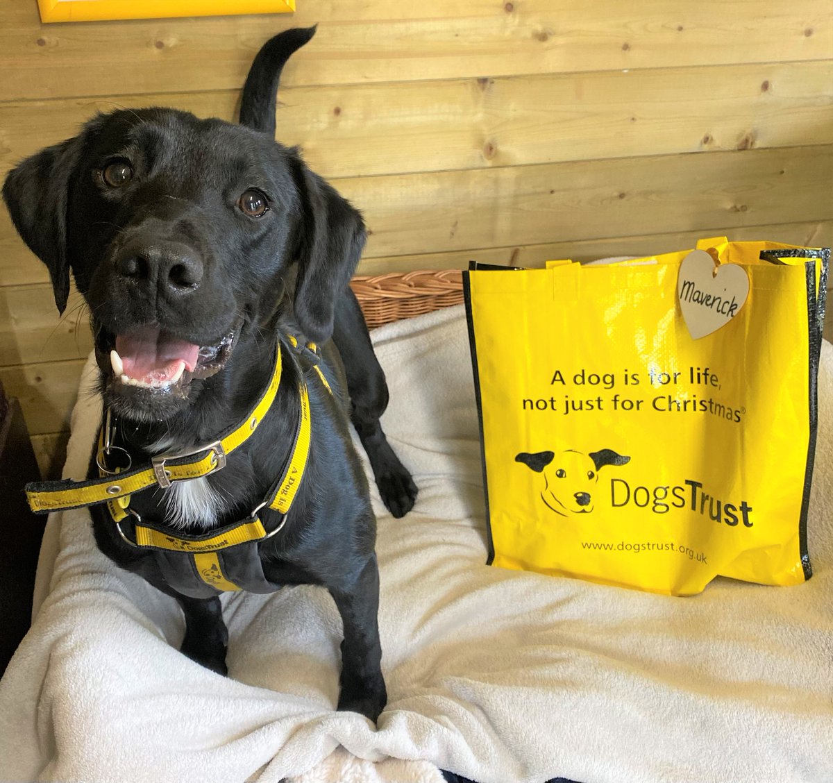 Handsome lad Maverick🥰was all smiles this afternoon as it was his turn to pack up his bags🛍️wave goodbye to his friends at the centre👋and head off with his family to his forever home🏡💛 

#BigYellowBagDay #AdoptDontShop #ADogIsForLife @dogstrust