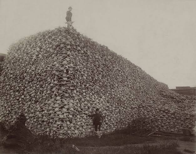 everytime this islamophobic pile of skulls imagery is invoked by rw, i can't help but be reminded of this very real photograph from fkin america actually. the sheer scale of devastation inflicted upon natives, their culture and livelihood by the europeans