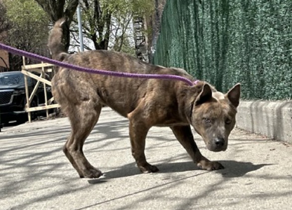 💞Apple💞 #197881 2y #NYCACC #NYC #PuppyOfTheDay #AdoptMe #RescueMe Absolutely adorable Apple! Affectionate, joyful, curious! Adores ppl +🐕‍🦺! Sweet cuddlebug loves attn +perfect size 4 NYC living. Needs loving #Adopter/N.East #Foster, 2 blossom into yr BFF. Pls #pledge 💞Apple