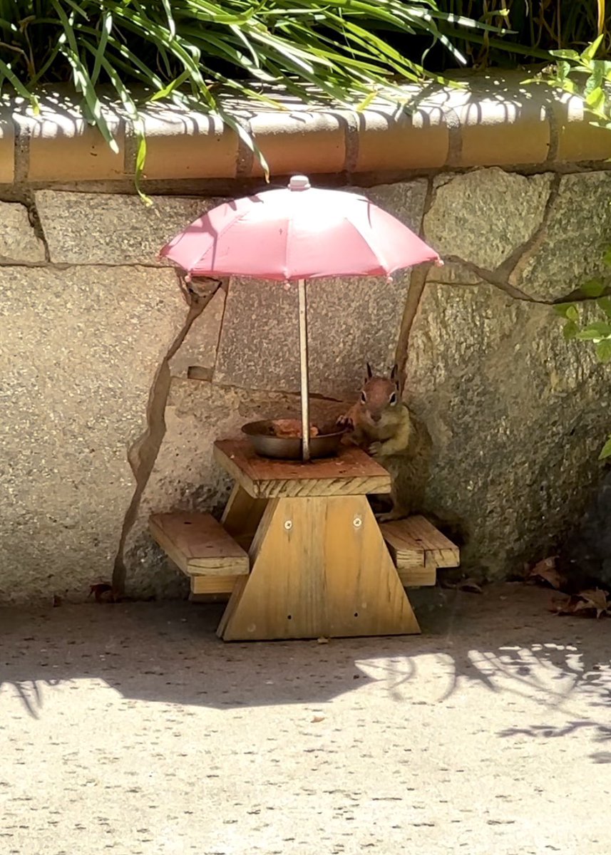 Squirrel Buzz tweet media