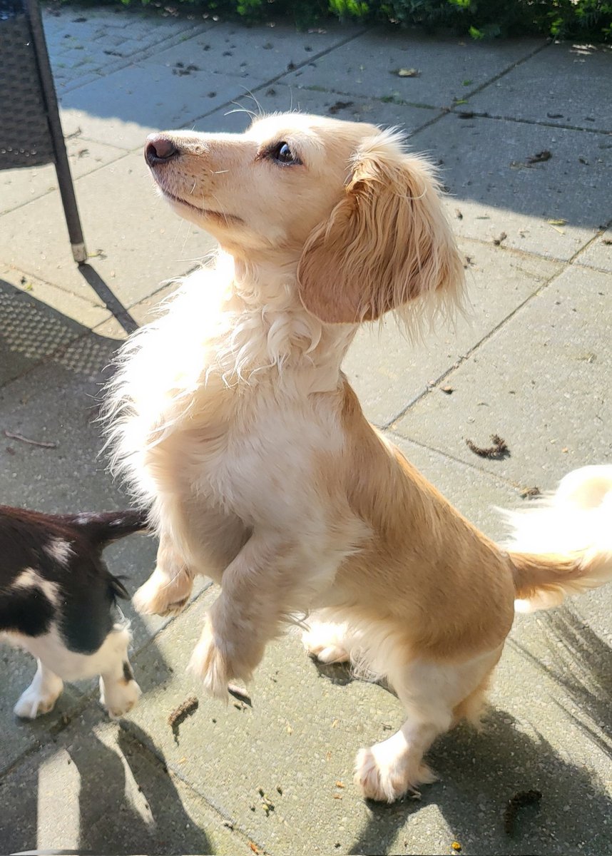 I can come and get it.... 😀🐾
#Bandita #Zelda #DogsofTwittter #Dachshund #Doxie #Teckel