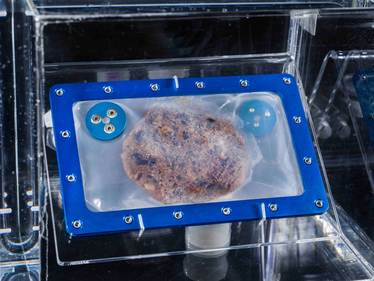 This isn’t any ordinary cookie. In 2019, it became the first food baked in space when astronauts on the ISS experimented with making DoubleTree by Hilton’s signature warm chocolate chip cookies. The cookie is in our collection and is now on display at the Udvar-Hazy Center.