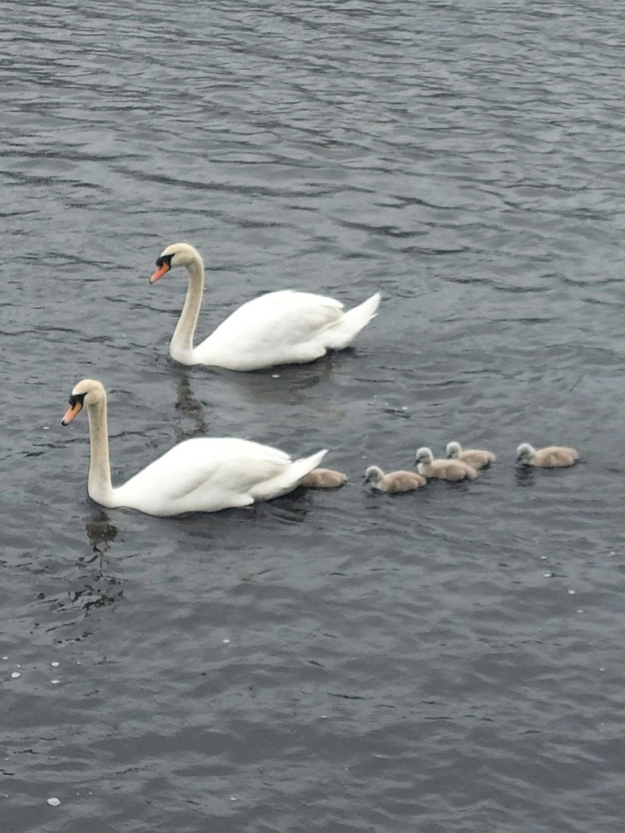 Swans and cygnets 🦢