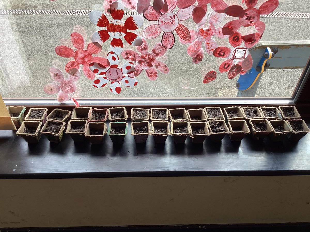 #SantesTydfil #Year4 Our sunflower seeds are planted. We can’t wait to watch them grow so we can measure them and record our findings. #AuthenticLearning