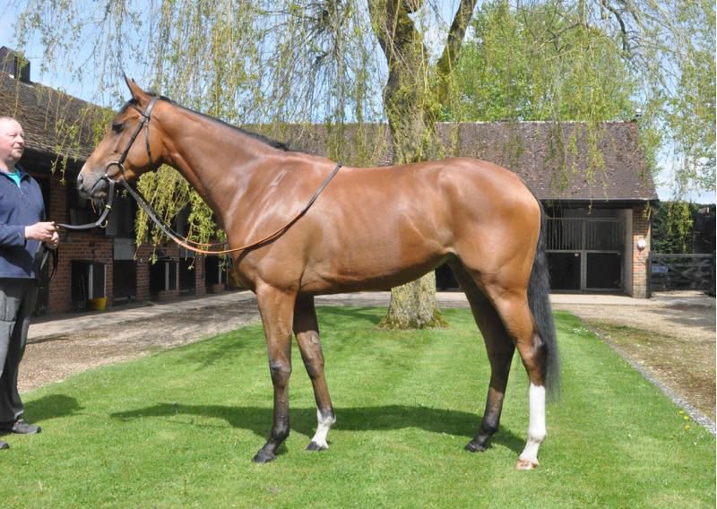 Bidding is now live for the Tattersalls May Online Sale where we are selling Morindoo, Lot 39 🏇 To place a bid, visit bit.ly/tattersalls-may #EdWalkerRacing