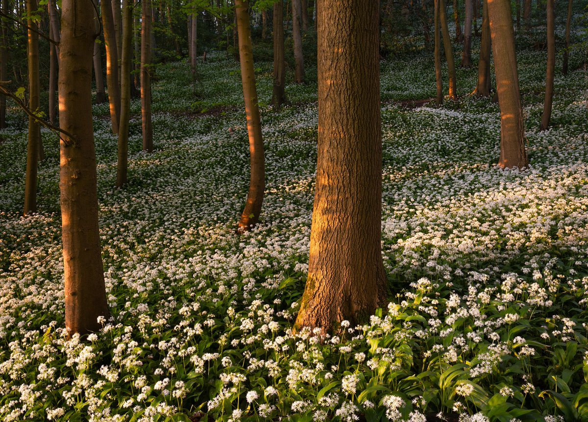 An evening amongst the wild garlic in the Cotswolds.

#Cotswolds #wildgarlic #landscapephotography